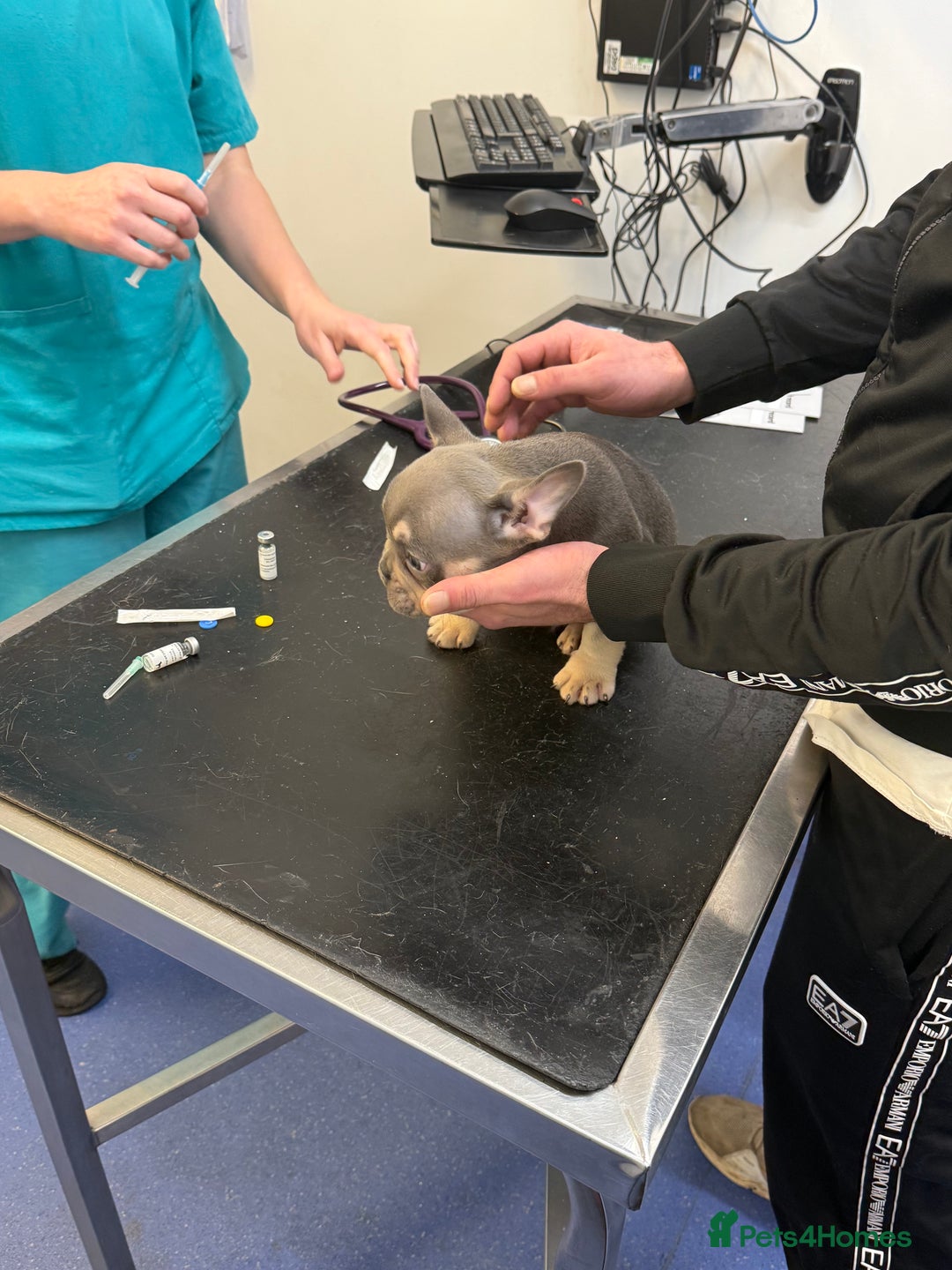 French Bulldog dogs for sale:  **  SPECIAL  **  PROMOTION  **  Ready To go ! - Advert 11