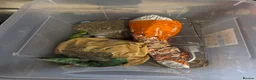 Guinea Pig rodents for sale: Female pregnant guinea pig  in Dunmow - Advert 7