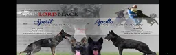 German Shepherd dogs for sale: German Shepard Pups - Ready to leave now! in Goole - Advert 5