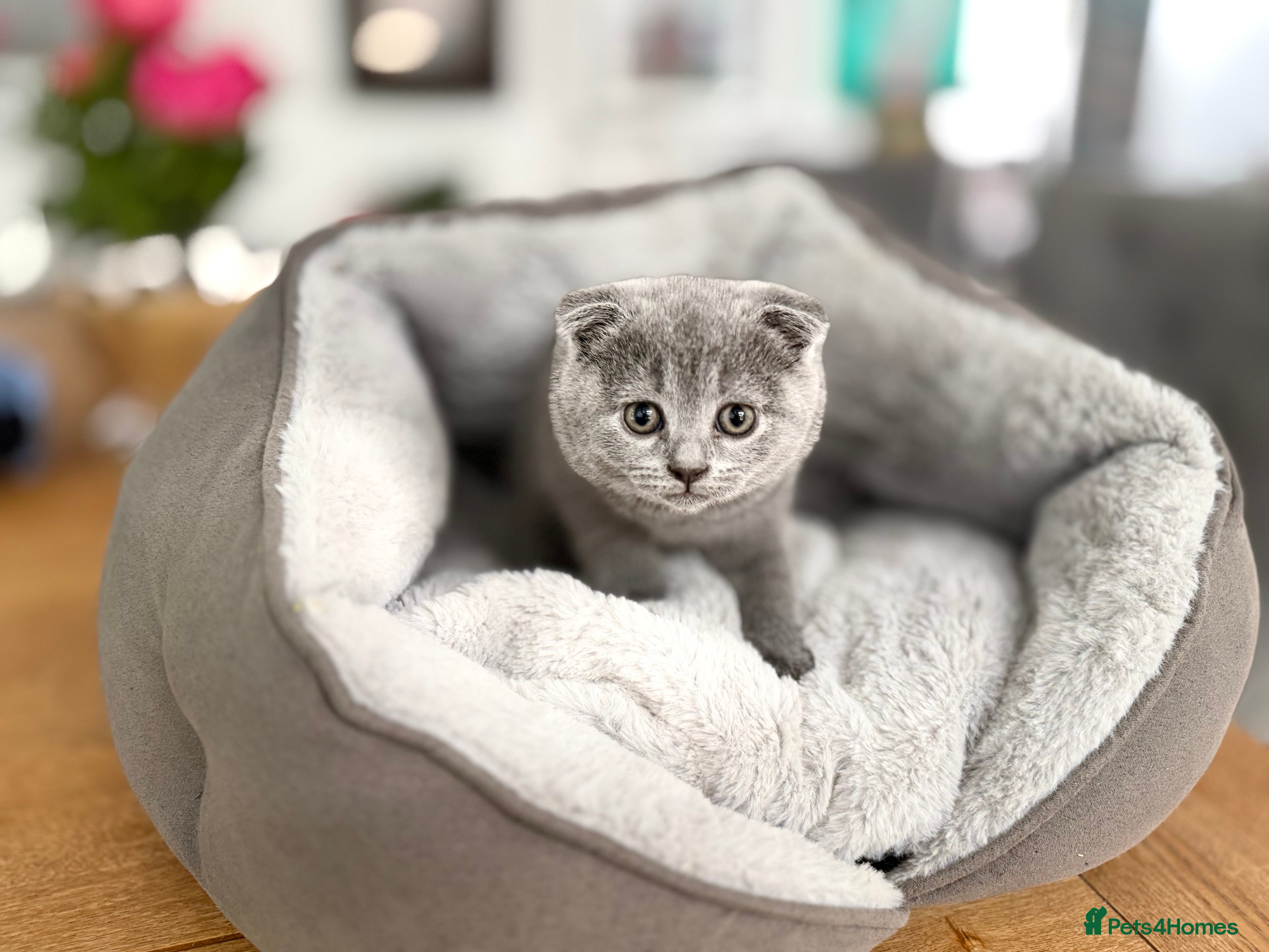Scottish Fold cats for sale: 5 beautiful Scottish Fold’s kittens  - Advert 10