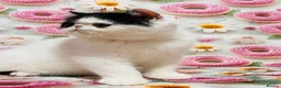 Persian cats for sale: Beautiful high quality Persian and Exotic kittens  - Advert 12