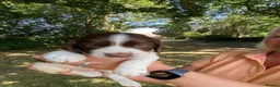 English Springer Spaniel dogs for sale: Championship Bred, Fully Health Tested Workers - Advert 6