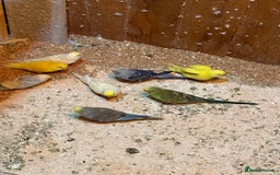 Budgerigars birds for sale: Budgies  - Image 9