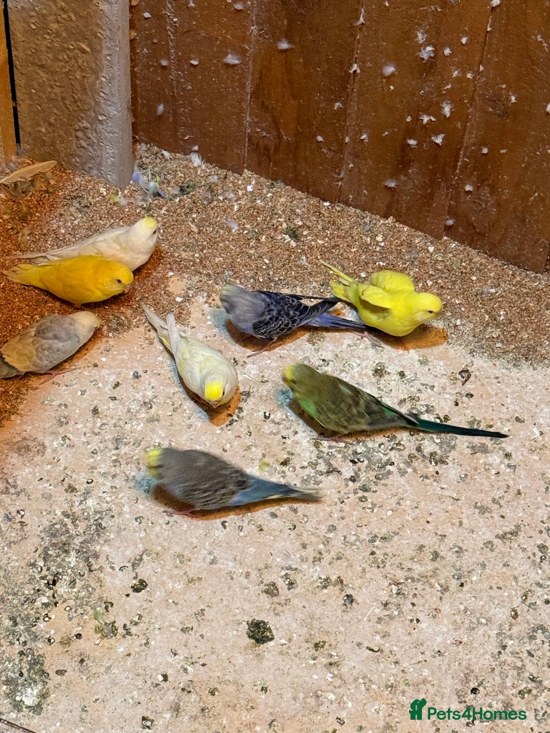 Budgerigars birds for sale: Budgies  - Image 9