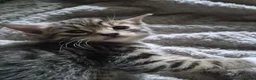 Mixed Breed cats for sale: Kittens - Advert 18