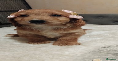 Cockapoo dogs F1 Cockapoo pups for sale - Advert 15