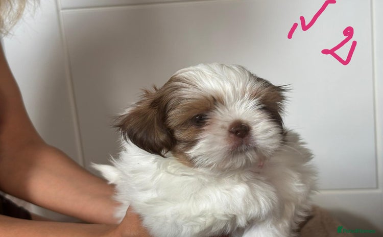 Shih Tzu dogs - Advert 2