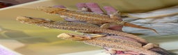 Bearded Dragon reptiles for sale: Baby Hypo Bearded Dragons - Advert 23
