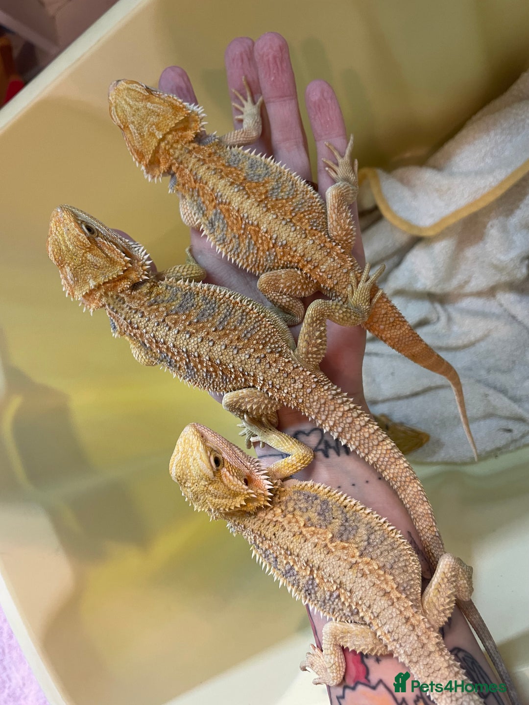 Bearded Dragon reptiles for sale: Baby Hypo Bearded Dragons - Advert 23