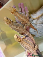 Bearded Dragon reptiles - Advert 3