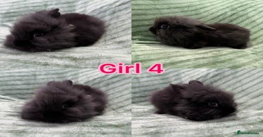 Mini Lion Lop rabbits - Advert 13