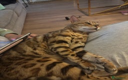 Bengal cats for sale: Friendliest bengal you will ever meet - Image 2