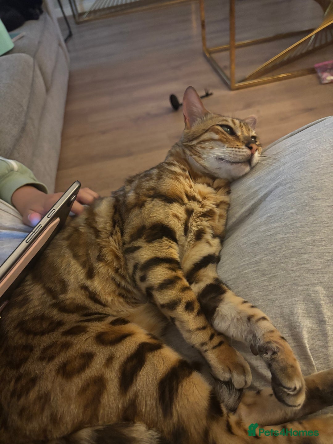 Bengal cats for sale: Friendliest bengal you will ever meet - Image 2