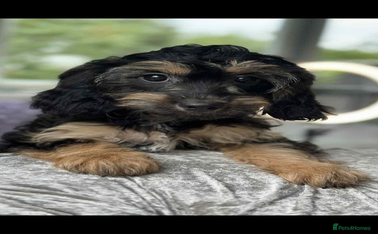 Cavapoo dogs - Advert 5