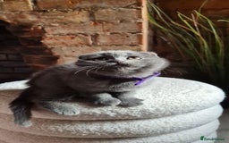 Scottish Fold cats for sale: Adorable Scottish Fold and Straight Kittens  - Image 16