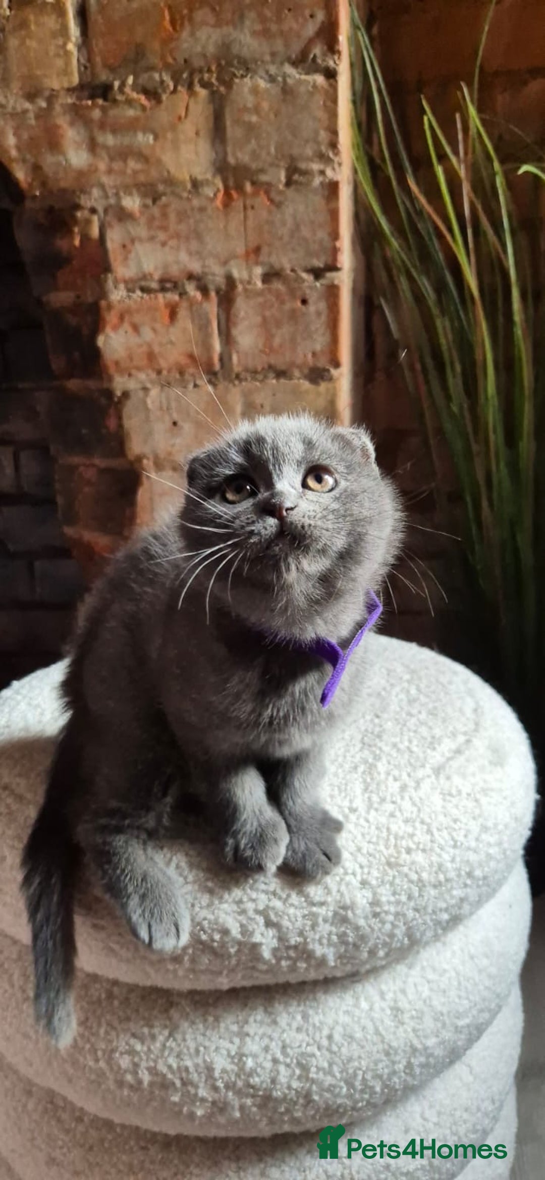 Scottish Fold cats for sale: Adorable Scottish Fold and Straight Kittens  - Image 16