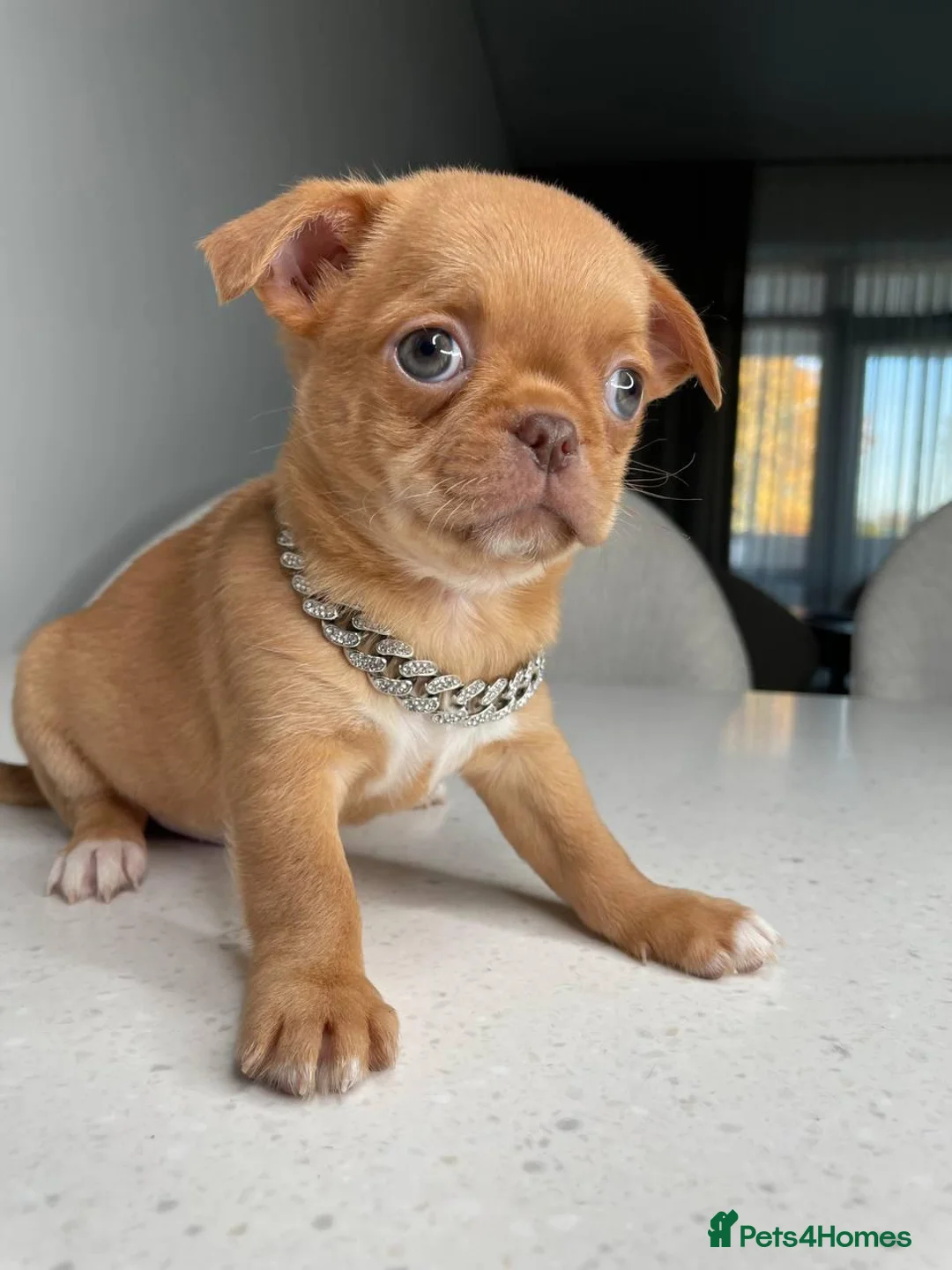 Chihuahua dogs for sale: Four Little Love  Affectionate Chihuahua Puppies in London - Advert 6