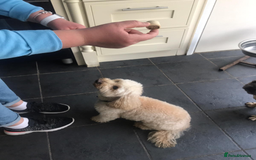 Mixed Breed dogs for sale: Gorgeous Coton noodle Boy - Image 4
