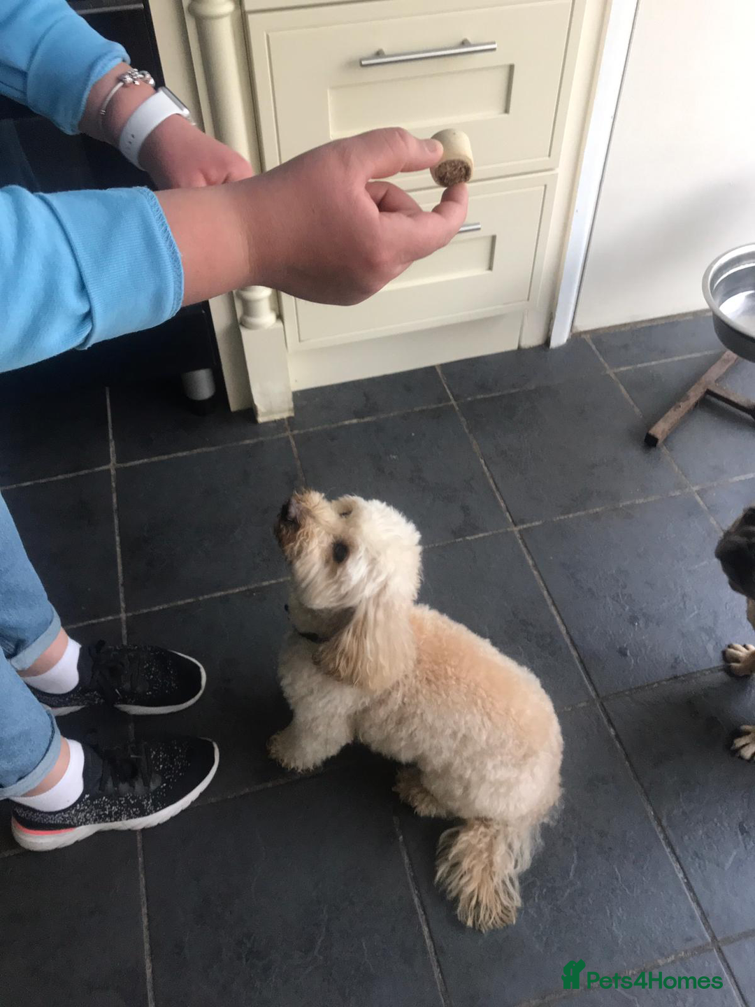 Mixed Breed dogs for sale: Gorgeous Coton noodle Boy - Image 4