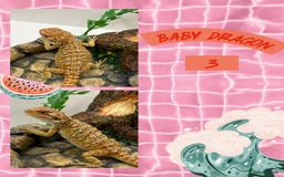 Bearded Dragon reptiles for sale: 🔥🔥🔥 BABY BEARDED DRAGONS 🔥🔥🔥 READY 2 GO 🔥🔥 - Image 6