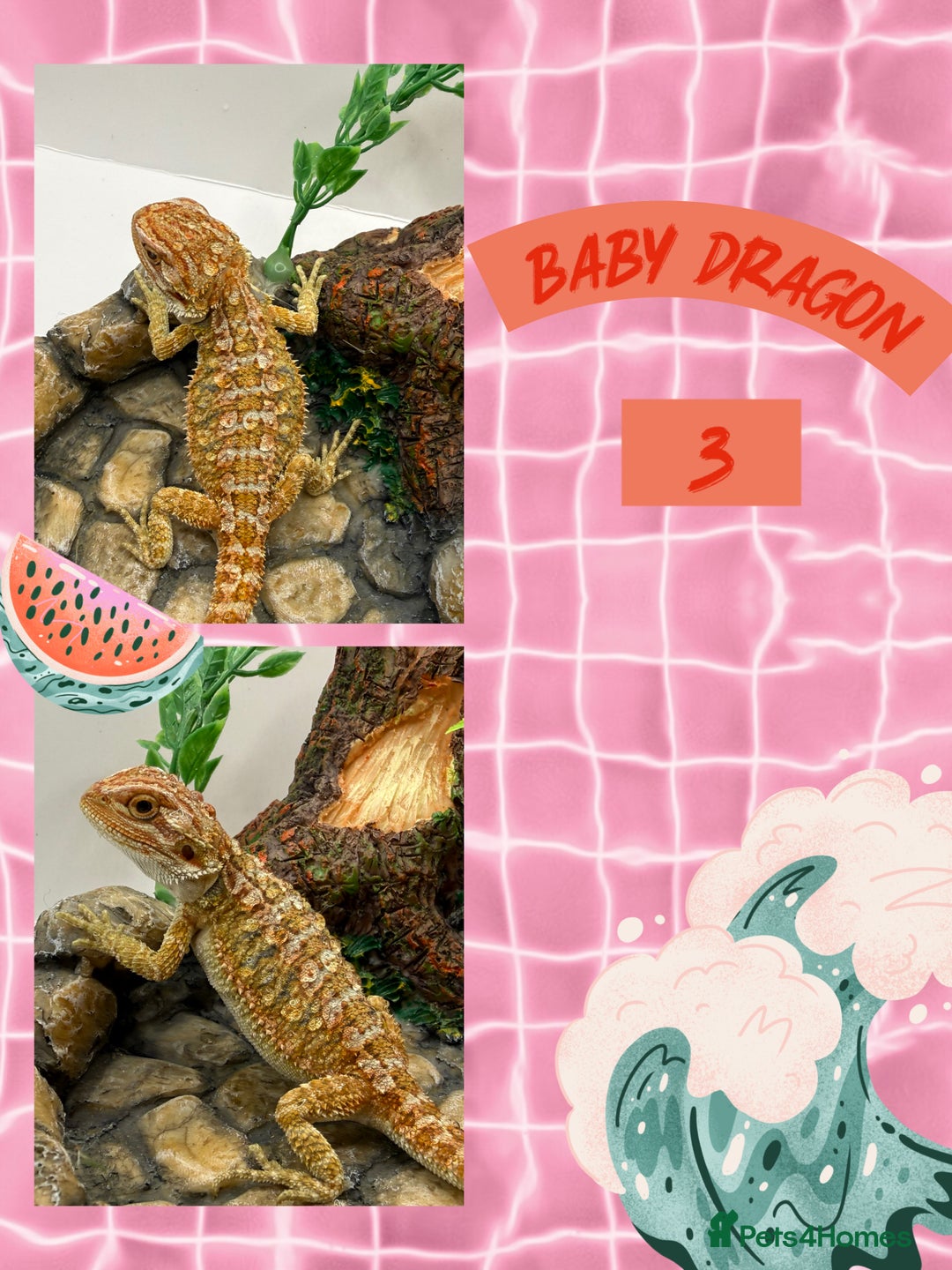 Bearded Dragon reptiles for sale: 🔥🔥🔥 BABY BEARDED DRAGONS 🔥🔥🔥 READY 2 GO 🔥🔥 - Image 6