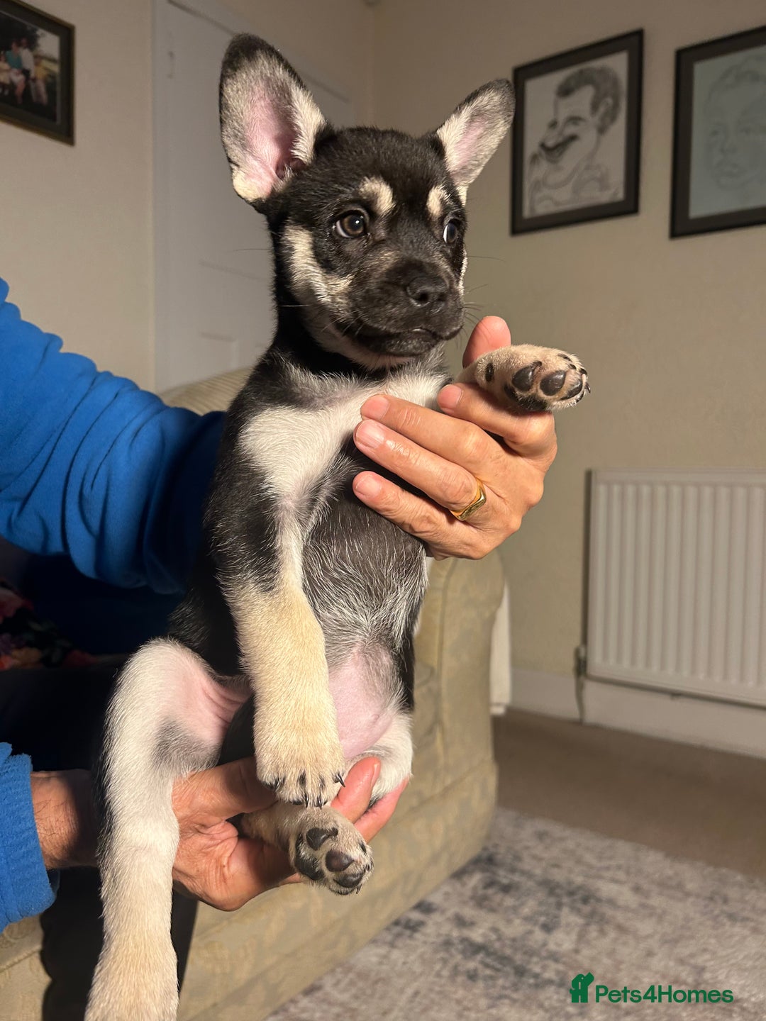 Mixed Breed dogs for sale: Gorgeous Alpha female pup  - Advert 5