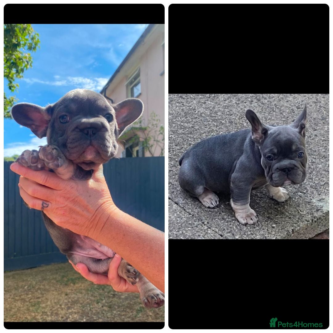 French Bulldog dogs  Beautiful French Bulldog Puppies from £1700 - Advert 2