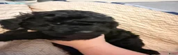 Shihpoo dogs for sale: Three male shihpoo puppies  - Advert 8
