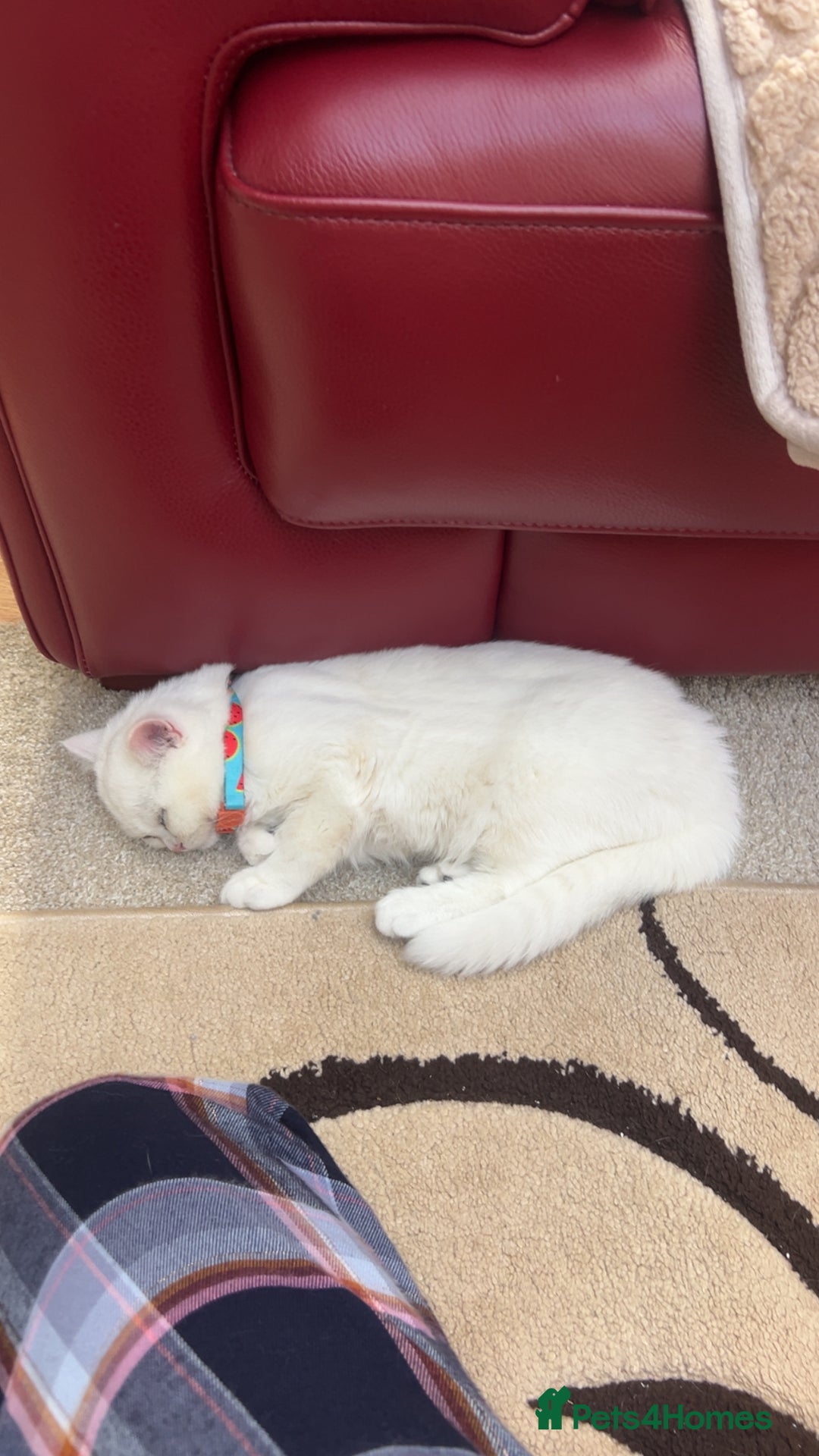 British Shorthair cats for sale: Gorgeous White British Shorthair Girl  - Image 8