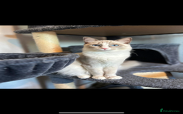 Ragdoll cats for sale: Beautiful 7 month Ragdoll - Image 8