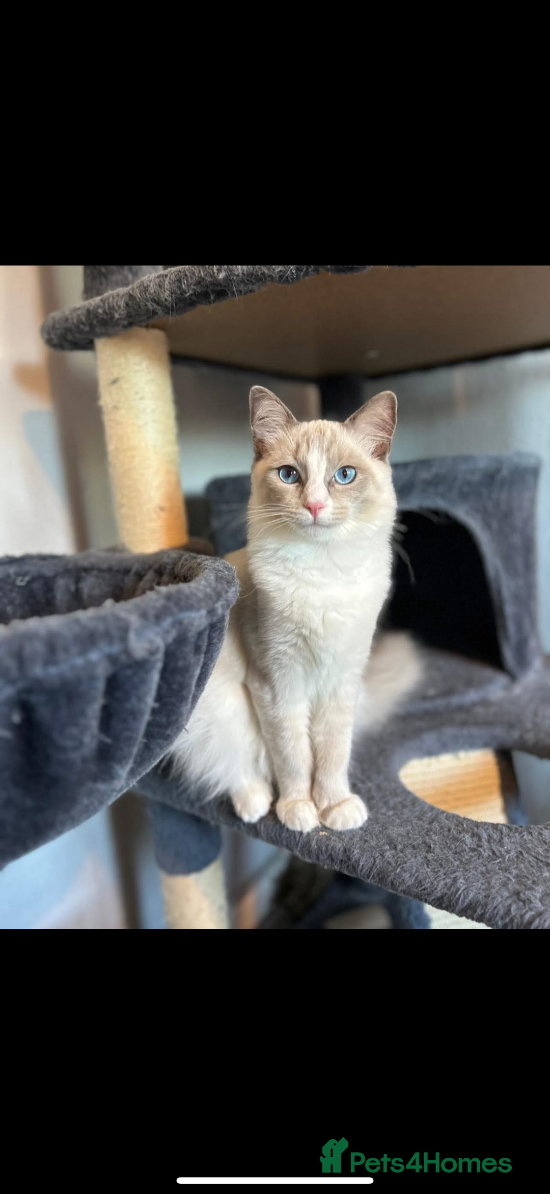 Ragdoll cats for sale: Beautiful 7 month Ragdoll - Image 8