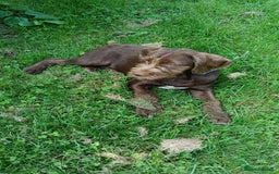 Mixed Breed dogs for sale: Male Fenlander Ready now  - Image 2