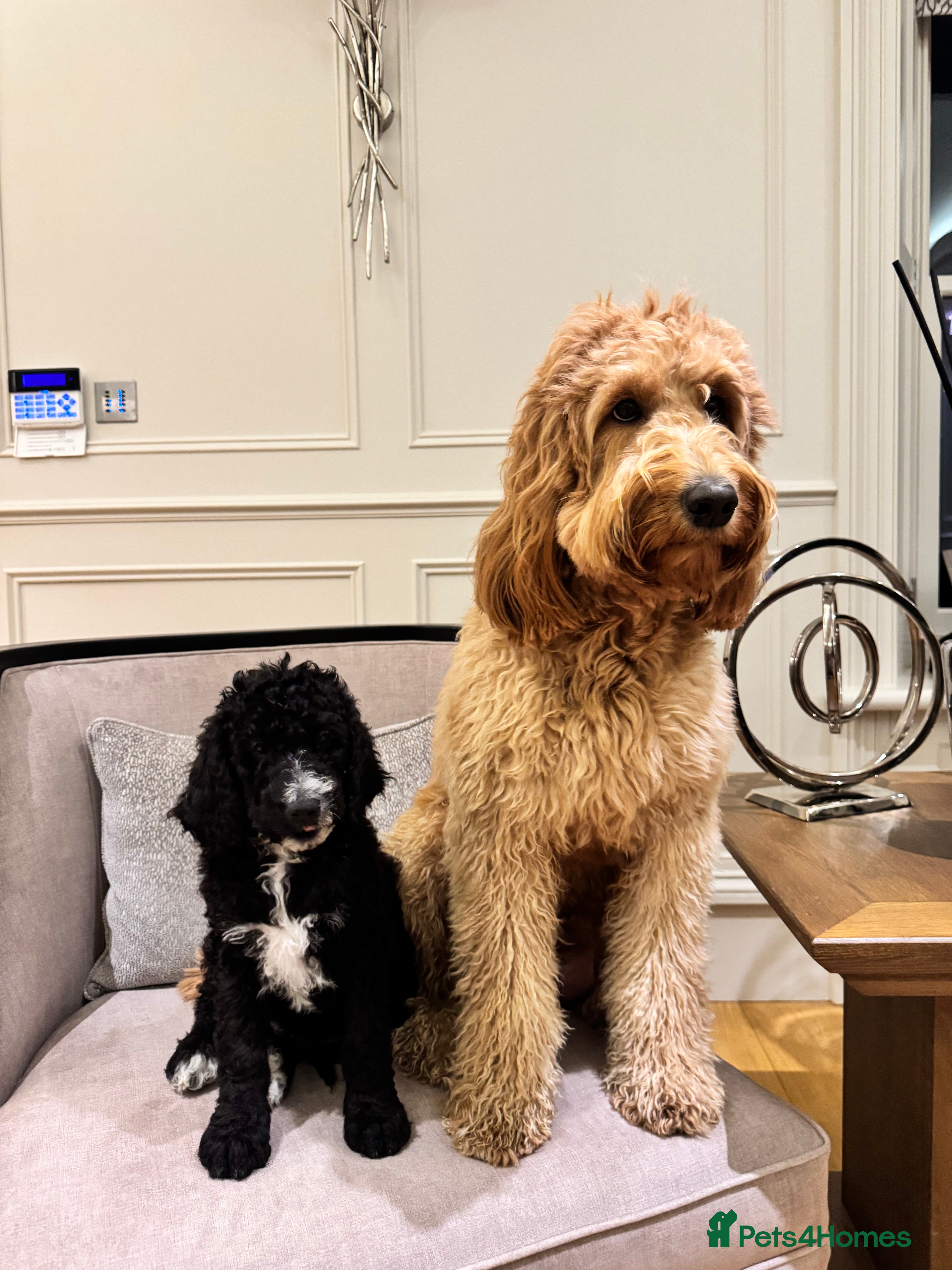 Mixed Breed dogs Golden Bernedoodles 🐶 - Advert 5