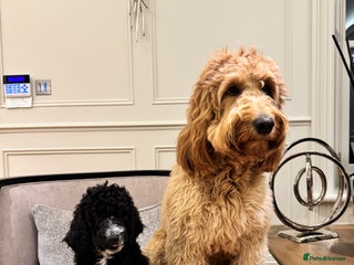 Mixed Breed dogs Golden Bernedoodles 🐶 - Advert 5