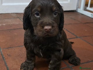 Cocker Spaniel dogs Outstanding Working Cockers 1 Chocolate Boy Left - Advert 4