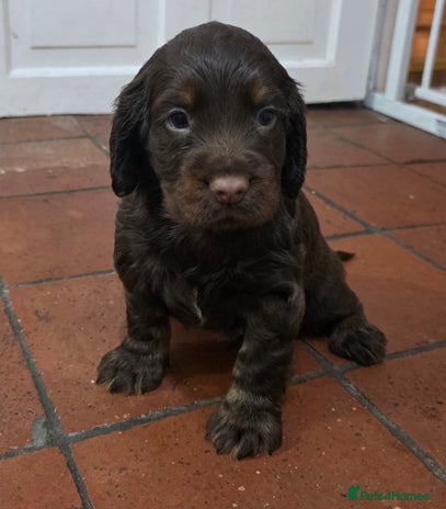 Cocker Spaniel dogs Outstanding Working Cockers 1 Chocolate Boy Left - Advert 5