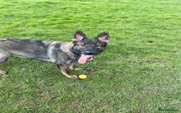 German Shepherd dogs for sale: Female German shepherd for sale - Advert 6