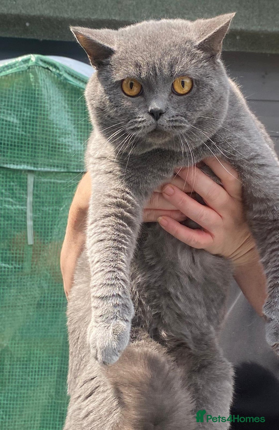 British Shorthair cats for sale: Stunning British shorthair kittens  - Image 5