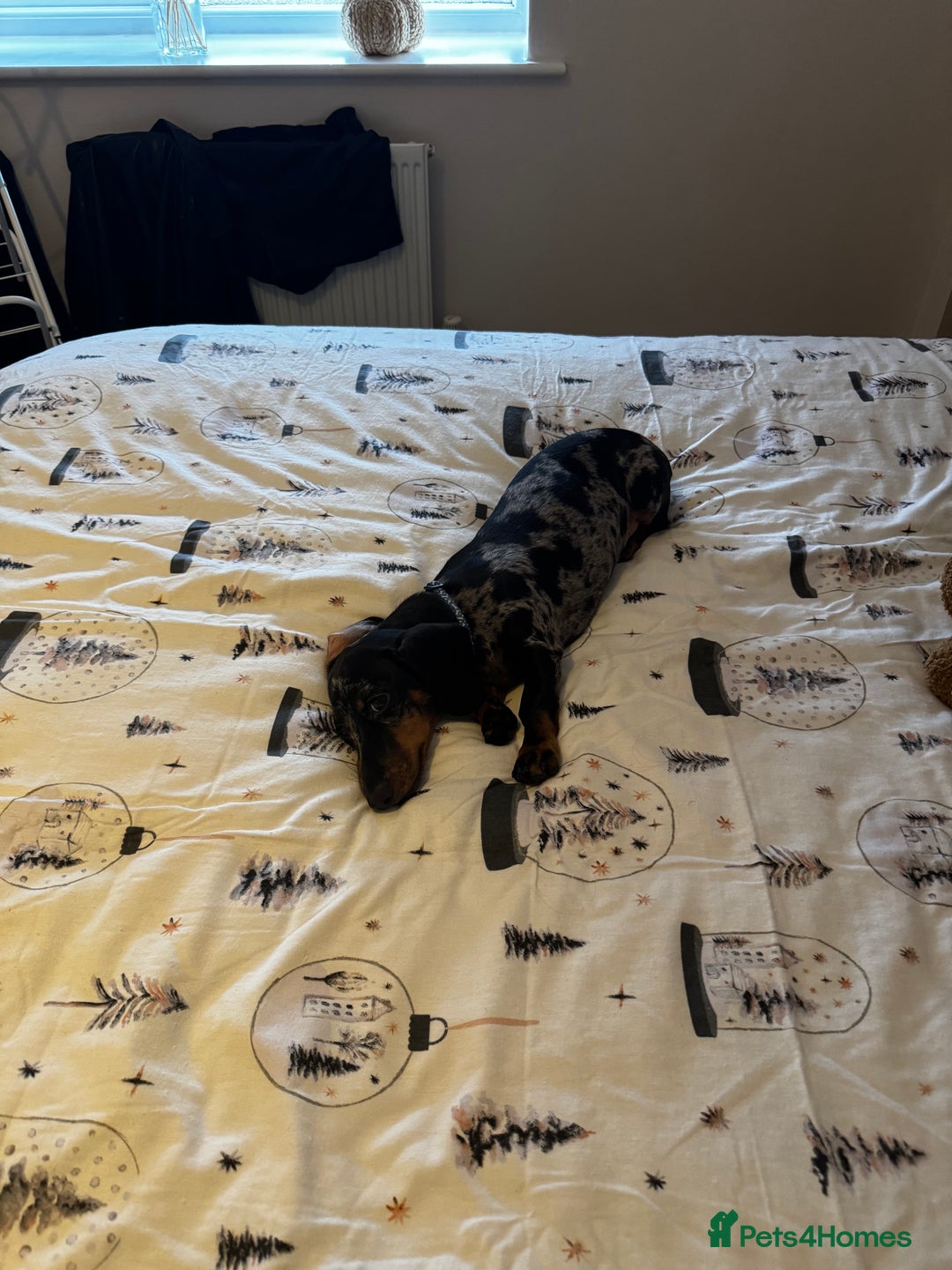 Dachshund dogs for sale: Silver dapple Miniature Dacshund- Name - Reggie    - Advert 3