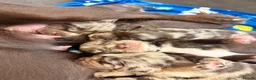 Sprocker dogs for sale: Merle sprocker spaniel puppies  in Dover - Advert 3