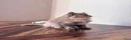 British Shorthair cats for sale: ✨Exceptional British Shorthair & Longhair Kittens✨ - Advert 6