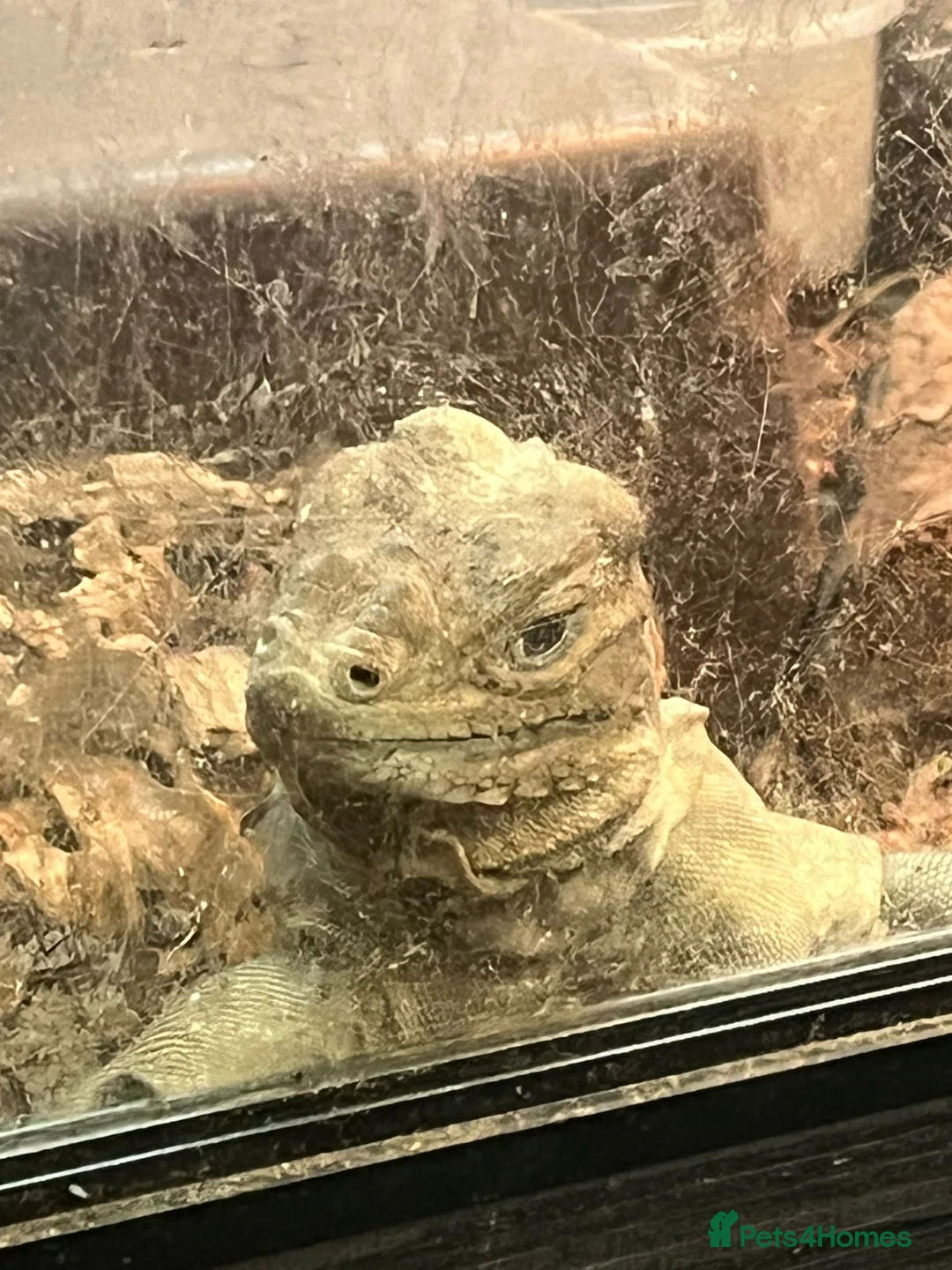 Iguana reptiles for sale: Rhino iguana - Advert 1