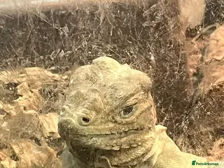 Iguana reptiles Rhino iguana - Advert 3