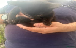 British Shorthair cats for sale: ******  - Image 5