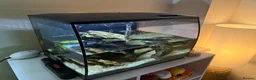Crabs fish for sale: RedClaw Crab & Complete Fluval Flex Aquarium Setup in Bicester - Advert 2