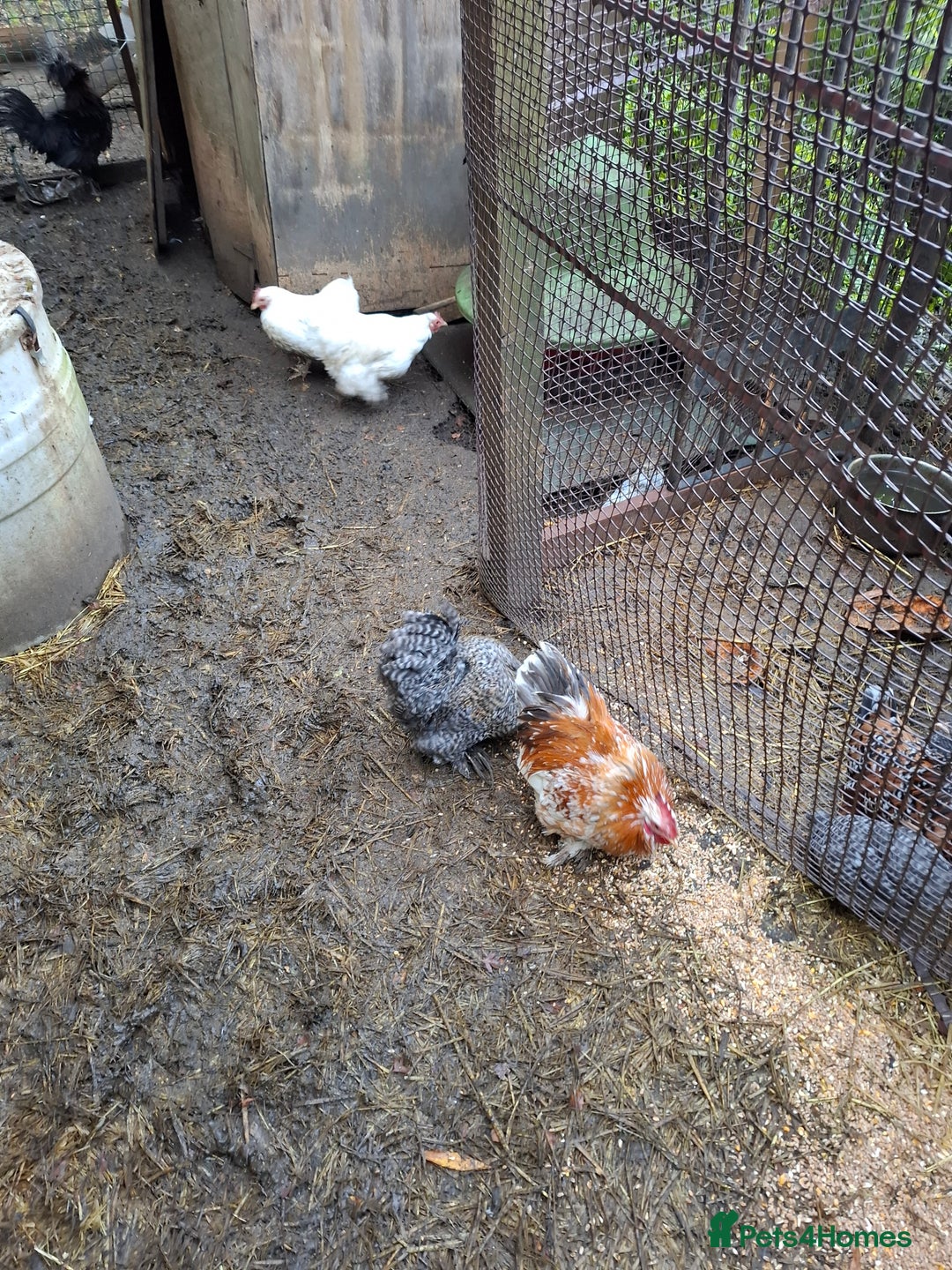 Chickens poultry for sale: Mixed bantum flock - Image 3