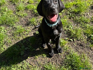 Labrador Retriever dogs in Glasgow - Advert 5