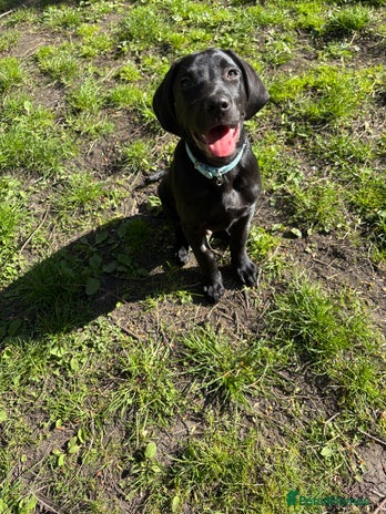 Labrador Retriever dogs in Glasgow - Advert 15