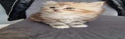 British Longhair cats for sale: Beautiful British kittens  - Advert 29
