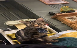 American Shorthair cats for sale: Pedro and Tigger - male tabby’s  - Image 3